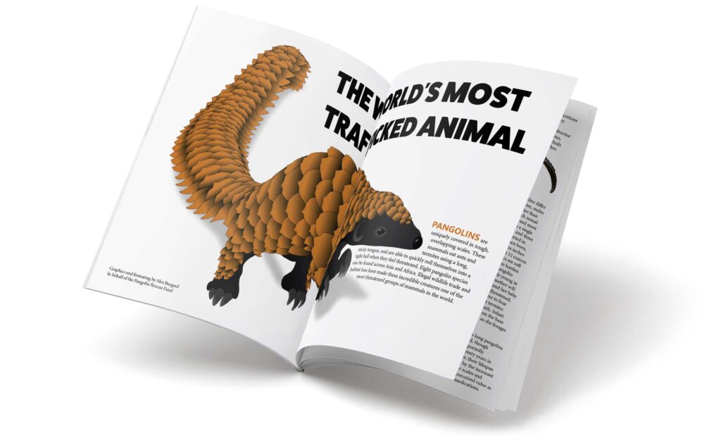 An open magazine partially suspended in the air, the pages are mid-turn but the title “The World’s Most Trafficked Animal” is legible above the vector image of a small scaled animal hunched forward on its hindlegs with its forelegs tucked up towards its chest and its paws, with long gray nails held in a claw-like manner. The paragraph to the right of the image is mostly illegible, but the first word is in a bolded orange font and reads: “Pangolins.”