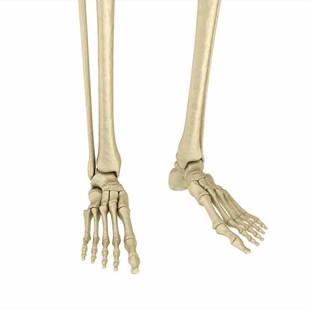 A 3D rendering of the feet and bottom portion of the shin bones of a human skeleton.