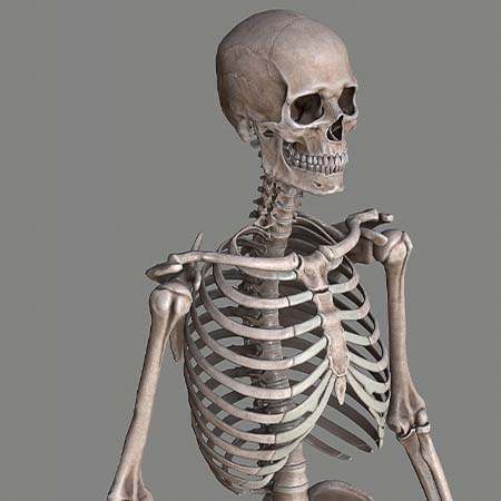 A 3D rendering of the head, ribcage, and shoulder portion of a human skeleton standing in a three quarter view, looking to the right of the image.