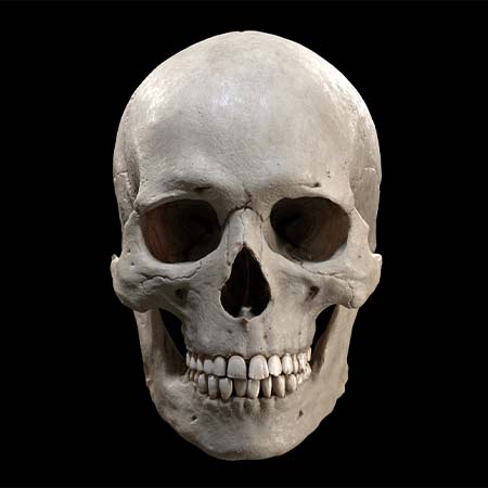 A 3D rendering of a human skull facing the viewer.