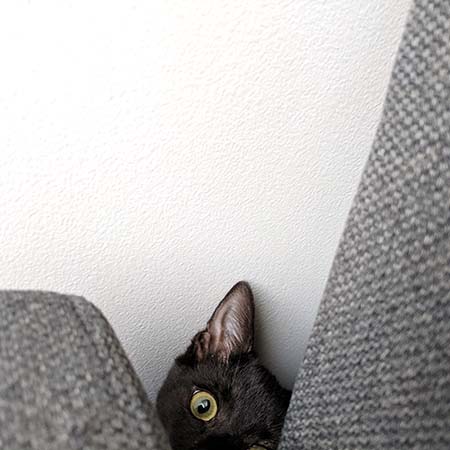 A photograph of a black cat peeking with one eye from behind a piece of gray-upholstered furniture.