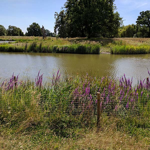 Photograph of a dark green body of water with long grasses and trees visible on the far bank. The nearest bank is lined with a short wire fence that stands in front of tall purple flowers that line the edge of the water.