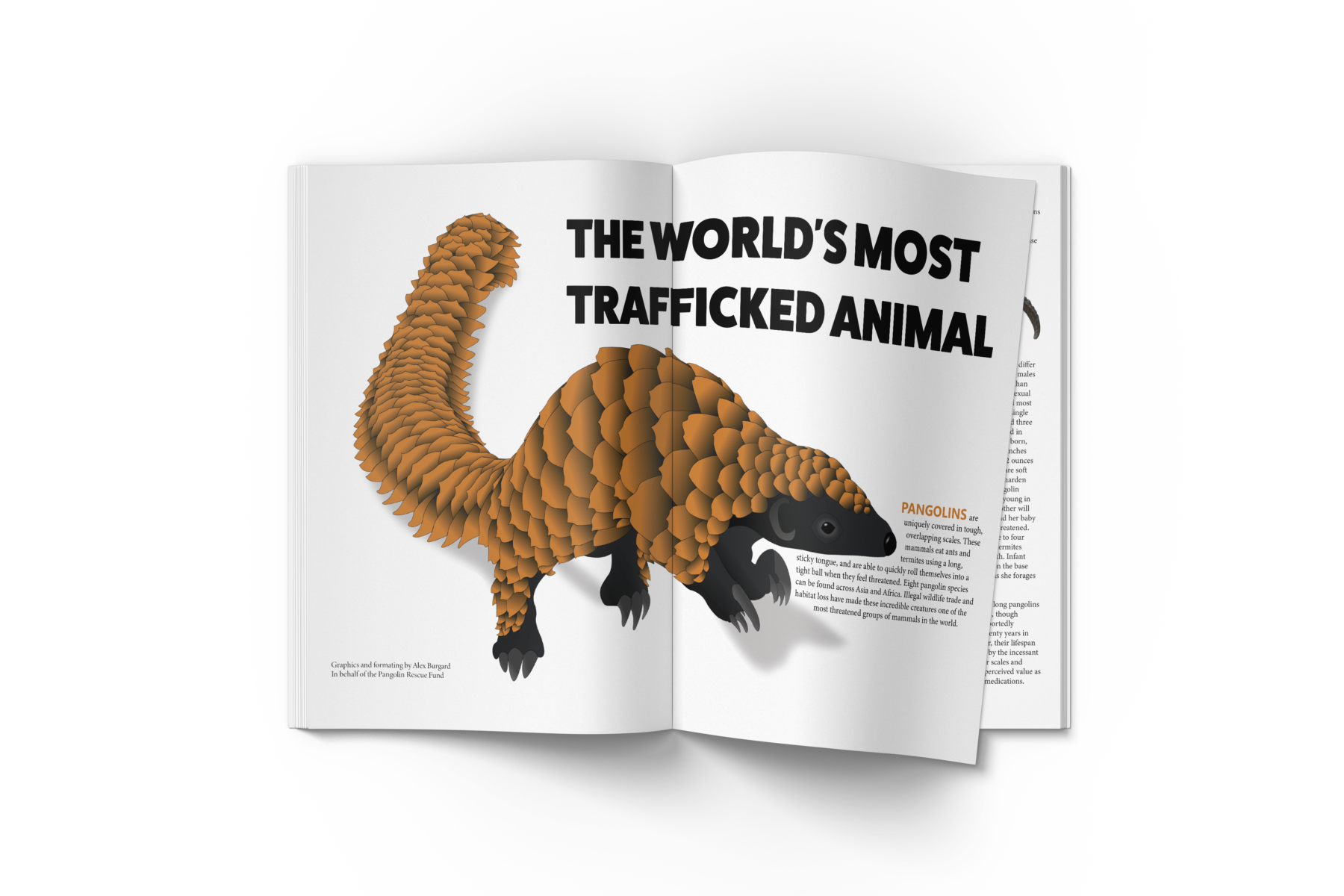 An open magazine with the standing pangolin vector illustration spanning both pages along with the title “The World’s Most Trafficked Animal.” The right page (containing a block of text that starts with the bolded orange word “pangolins”) is slightly turned and a portion of an image and some text is visible on the next page.