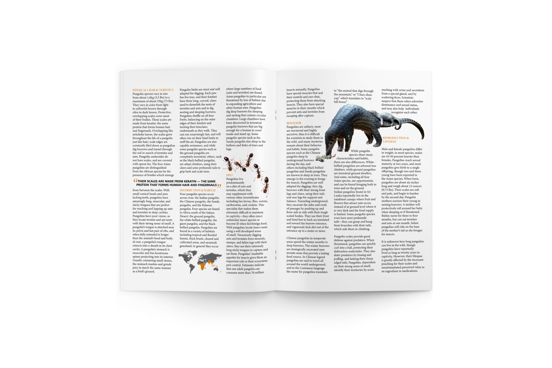 An open magazine with three columns of text on each of the two pages, shown to be bound using two staples. The columns of text are broken up using orange title text throughout the spread. The image that could be partially seen from the previous magazine image, on the right page, is a mother pangolin eating some food with her baby on her back. On the left page, the two leftmost columns are broken up by a pull quote: “Their scales are made from keratin – the same protein that forms human hair and fingernails.” The center column on the left page ends with a global map colored to show the population distribution of pangolins, and the rightmost column is broken up in the center with a line of termites.