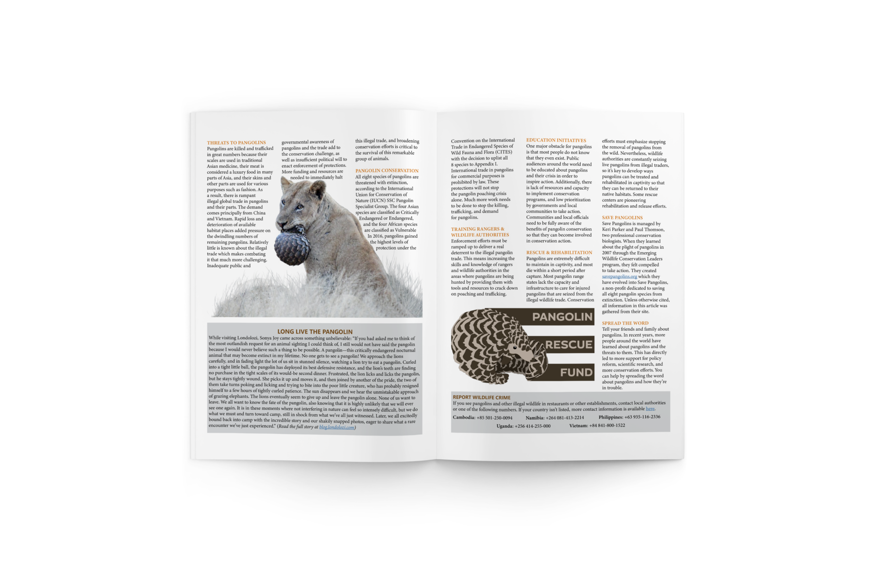 An open magazine with three columns of text on each page–again broken up by orange title text throughout the spread. The left page is split in two (top and bottom), the three columns of text at the top of the page form to the outline of a female lion with a curled-up pangolin in her mouth. This lion is above a block of text on a gray backer that tells the story of the image and is titled “Long Live the Pangolin.” The right page is predominantly columns of text, with the two leftmost columns ending above the “Pangolin Rescue Fund” logo that features the curled pangolin vector illustration. The bottom of the page has another block of text with a gray backer that is a call to action to report wildlife trafficking and provides resources to act. 